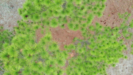 Tiro-Cinemático-De-Un-Dron-En-Ascenso-De-Un-Bosque-De-Pinos-De-Hoja-Larga-Sobre-El-Dosel-De-Los-árboles