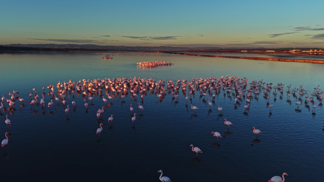 Flamingos gather in water at sunset near a natural habitat