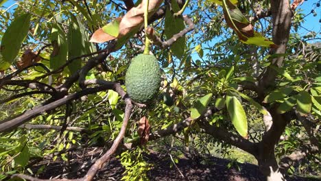 Nahaufnahme-Einer-Reifen-Avocado,-Die-In-Spanien-Auf-Einem-Baum-Wächst