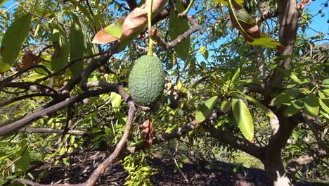 primer plano de aguacate maduro que crece en un árbol en españa