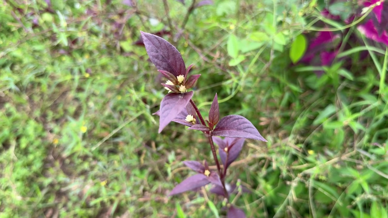Primo piano di una pianta viola con piccoli fiori bianchi che ondeggiano al vento