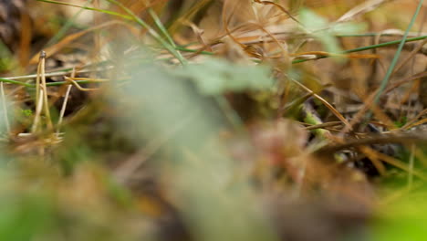 Closeup-view-allows-you-to-appreciate-intricate-patterns-and-textures-of-straw-grass