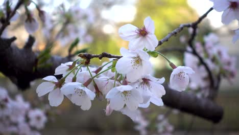 las famosas flores de cerezo japonesas vuelan suavemente ondeando en el viento