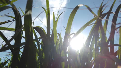 sugar cane plantation on a beautiful day