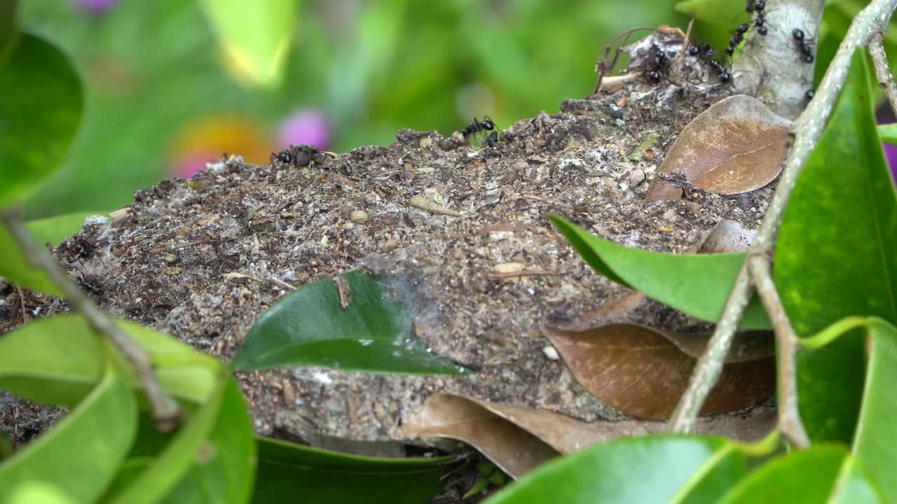 cierra la colonia de hormigas negras arbóreas, los insectos sociales se arrastran en el nido en el árbol