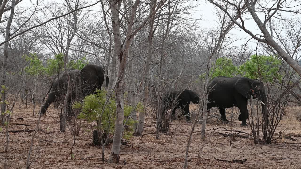 familia de elefantes salvajes caminando por el monte en zimbabwe, áfrica