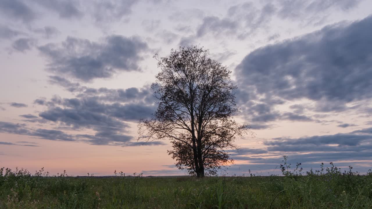 Hyperlapse around a lonely tree in a field during sunset, beautiful time lapse, autumn landscape, video loop