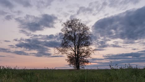 hyperlapse around a lonely tree in a field during sunset, beautiful time lapse, autumn landscape, video loop