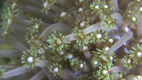 los corales de flores se cierran moviéndose lentamente en la corriente oceánica