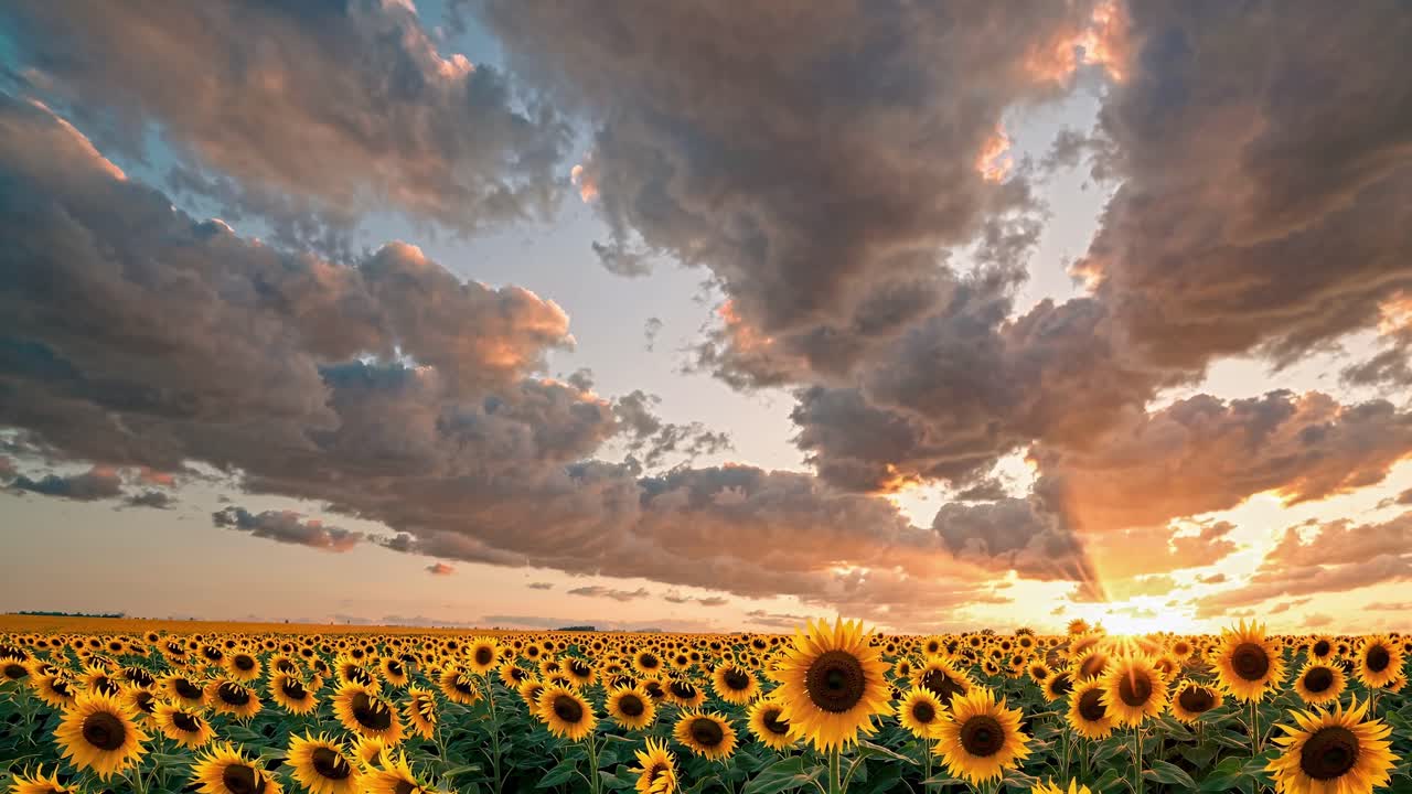 Wide-angle video shot of a sunflower field at sunset, capturing vibrant blooms under dramatic