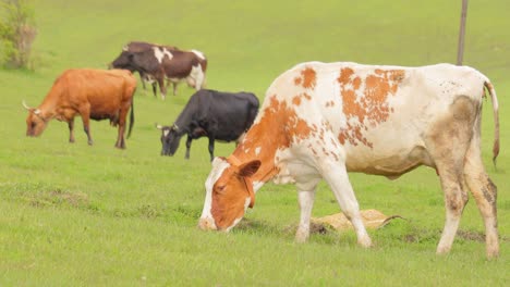 cows together grazing in a field. cows running into the camera.