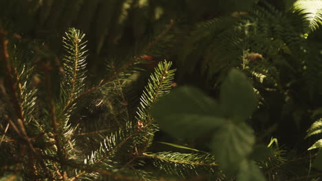 beautiful green foliage variety in forest, pan, close-up