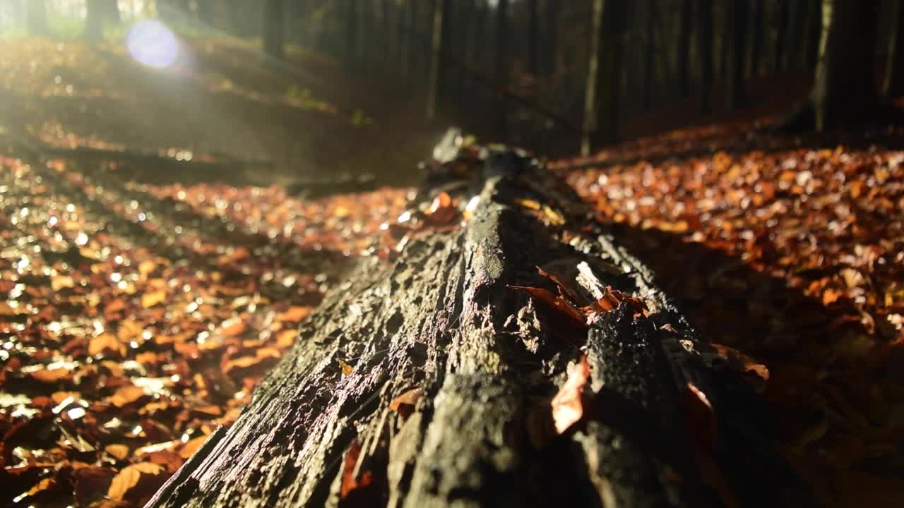 Medium shot of an old fallen tree with fog hovering over it at sunset in a beautiful forest during autumn