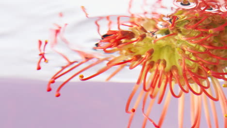 pincushion protea underwater macro