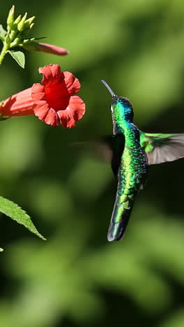 hummingbird feeding on a flower