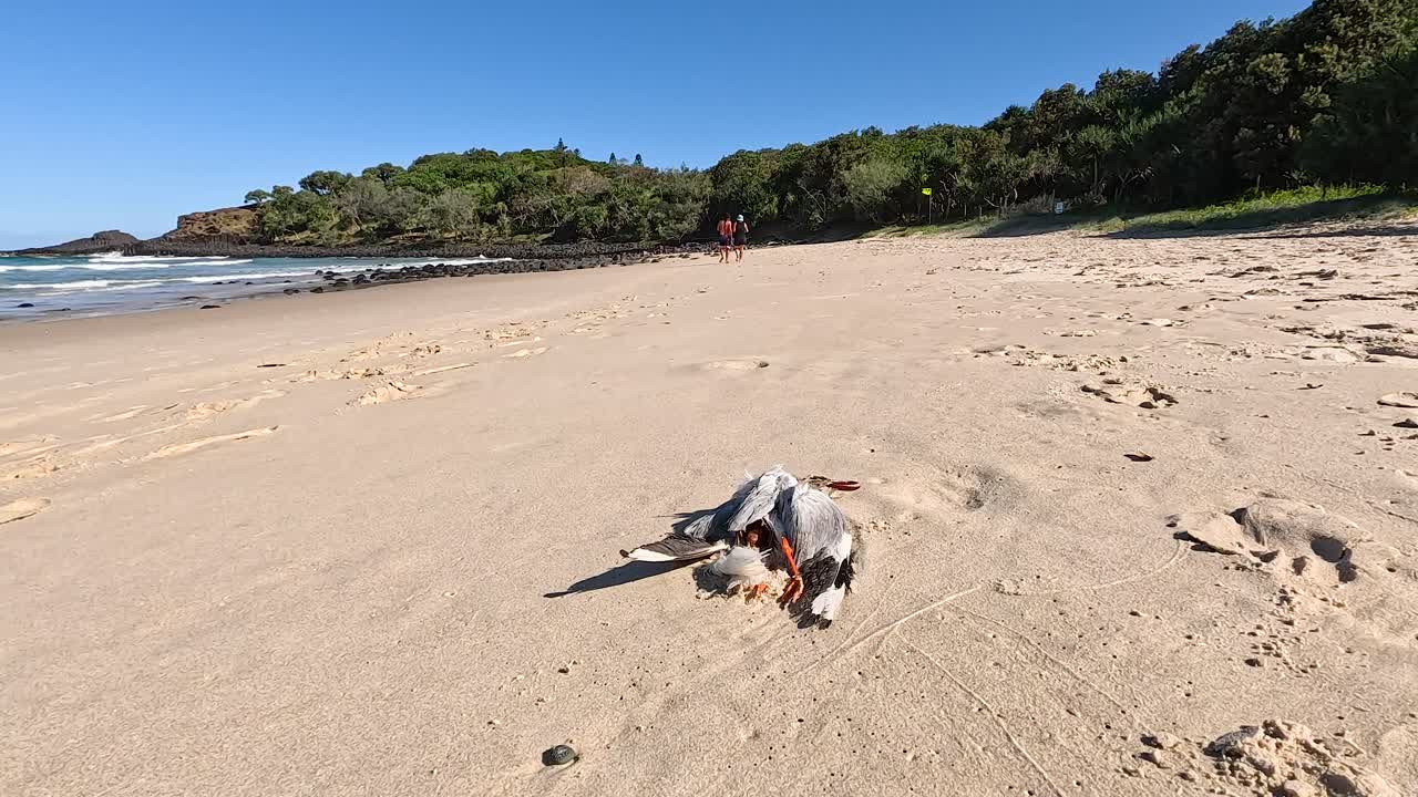 핑갈 헤드 의 모래 해변 에서 휴식을 취하고 있는 해파리