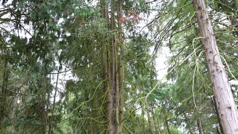 Capturing Phoenix Park&#039;s majestic Pinus Sylvestris in Dublin, tilt-up movement