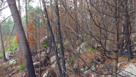 Flying-Through-Forest-Trees-Damaged-By-Wildfire-In-Toronto,-Canada