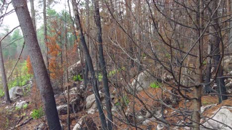 volando a través de los árboles del bosque dañados por el incendio en toronto, canadá