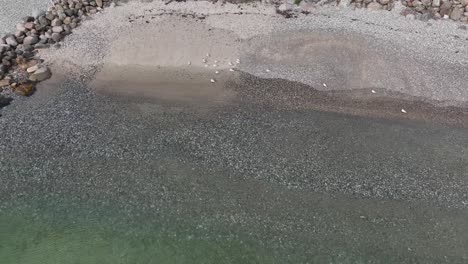 Pequeña-Bandada-De-Gaviotas-En-La-Soleada-Playa-Europea---Antena-Que-Se-Mueve-Hacia-Atrás-Desde-Las-Gaviotas-Hasta-Mirar-Hacia-Abajo-En-El-Mar-Abierto