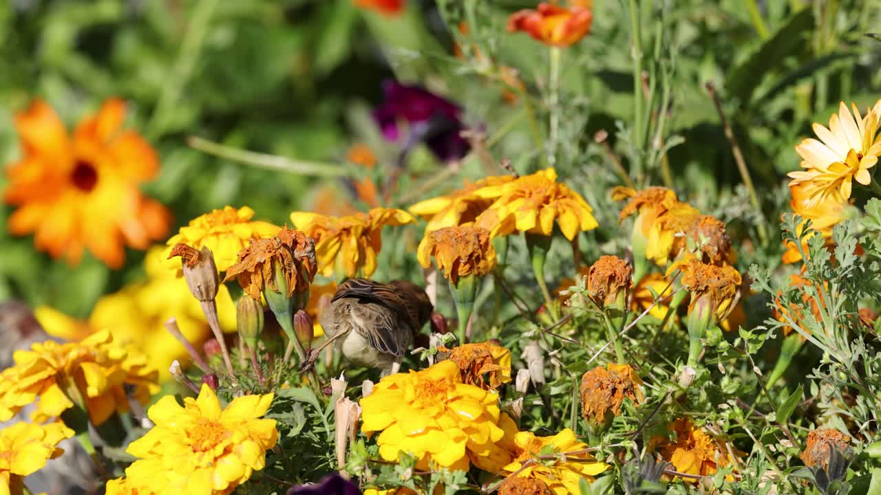 A sparrow flits among colorful flowers in a sunlit New Zealand garden, capturing a serene moment of nature