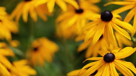 primer plano de las flores amarillas vibrantes de la rudbeckia