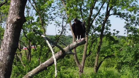 Raubvogel-Falke-Falke-Thront-In-Freier-Wildbahn