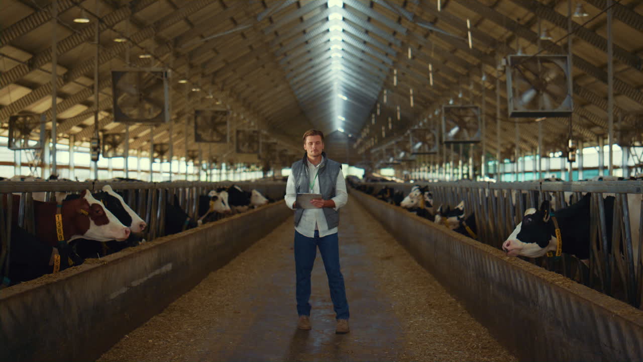 Livestock worker inspecting cowshed facility. Holstein cows eating in feedlots.
