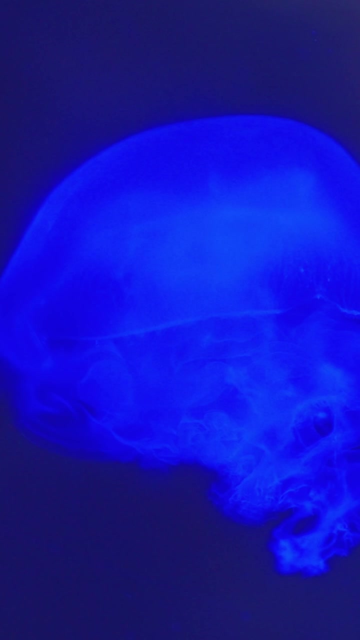 Medusa blu luminosa che nuota in acque profonde
