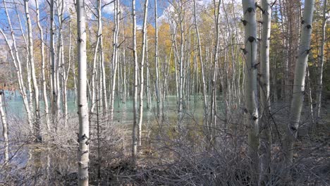 Autumn-Birch-Trees-In-Lake