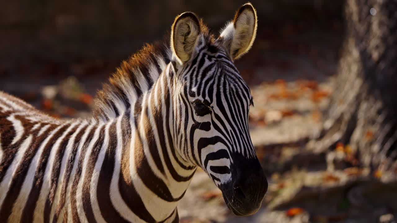 Close-up of a Zebra