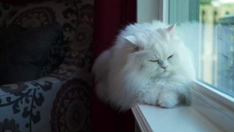 Flauschige-Weiße-Perserkatze-Sitzt-Im-Fenster