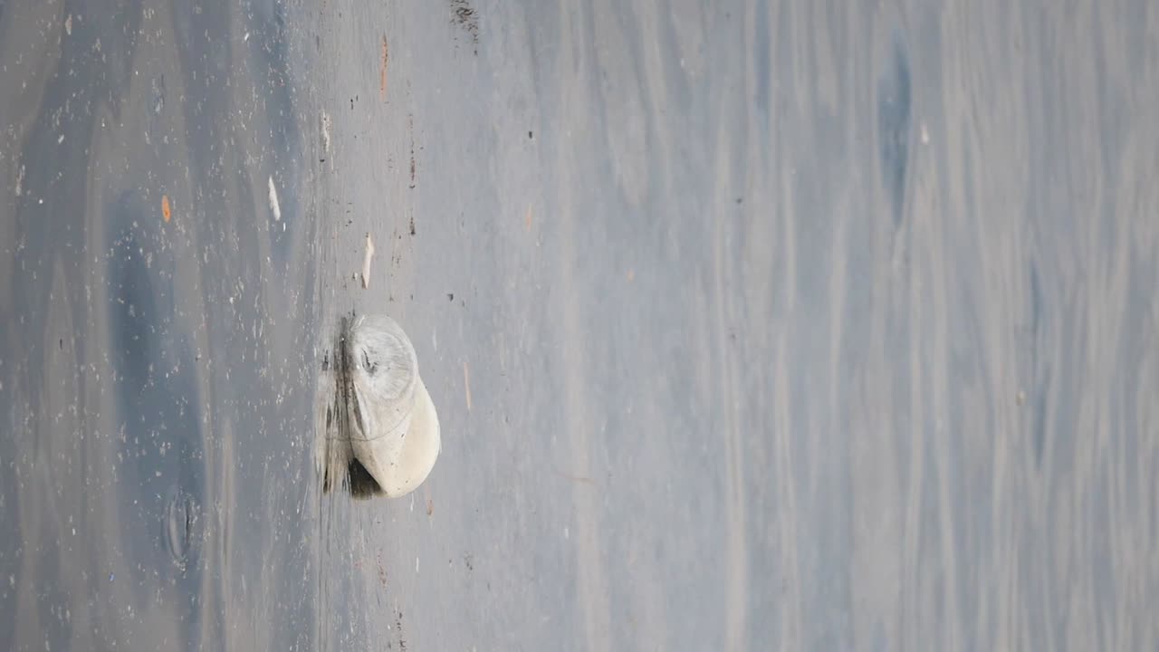 Rock floating on still water