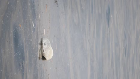 rock floating on still water
