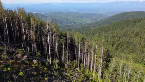 Vista-Aérea-Panorámica-Que-Revela-El-Paisaje-Y-El-Bosque-Del-Estado-De-Washington-En-Los-Alpes-De-Issaquah