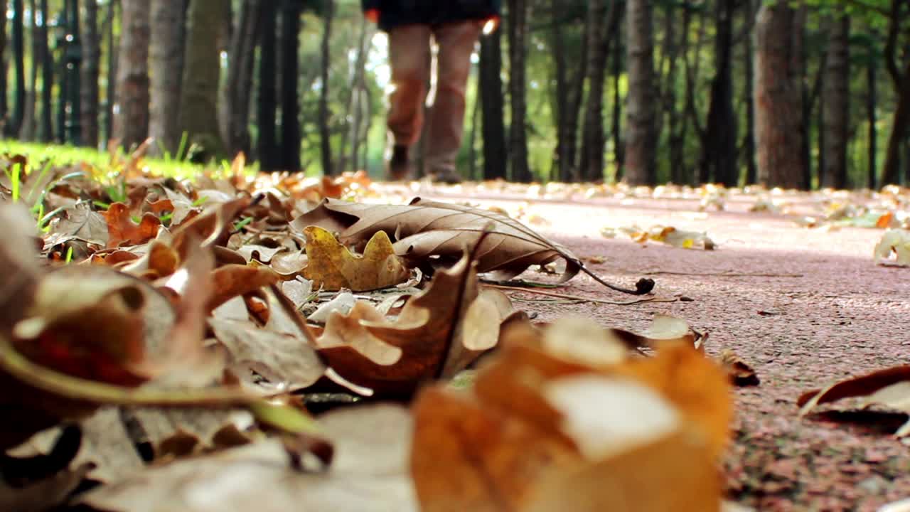 caminando por el bosque en el parque de otoño 1