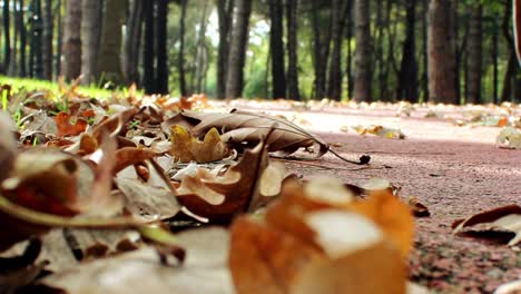 walking at forest autumn park 1