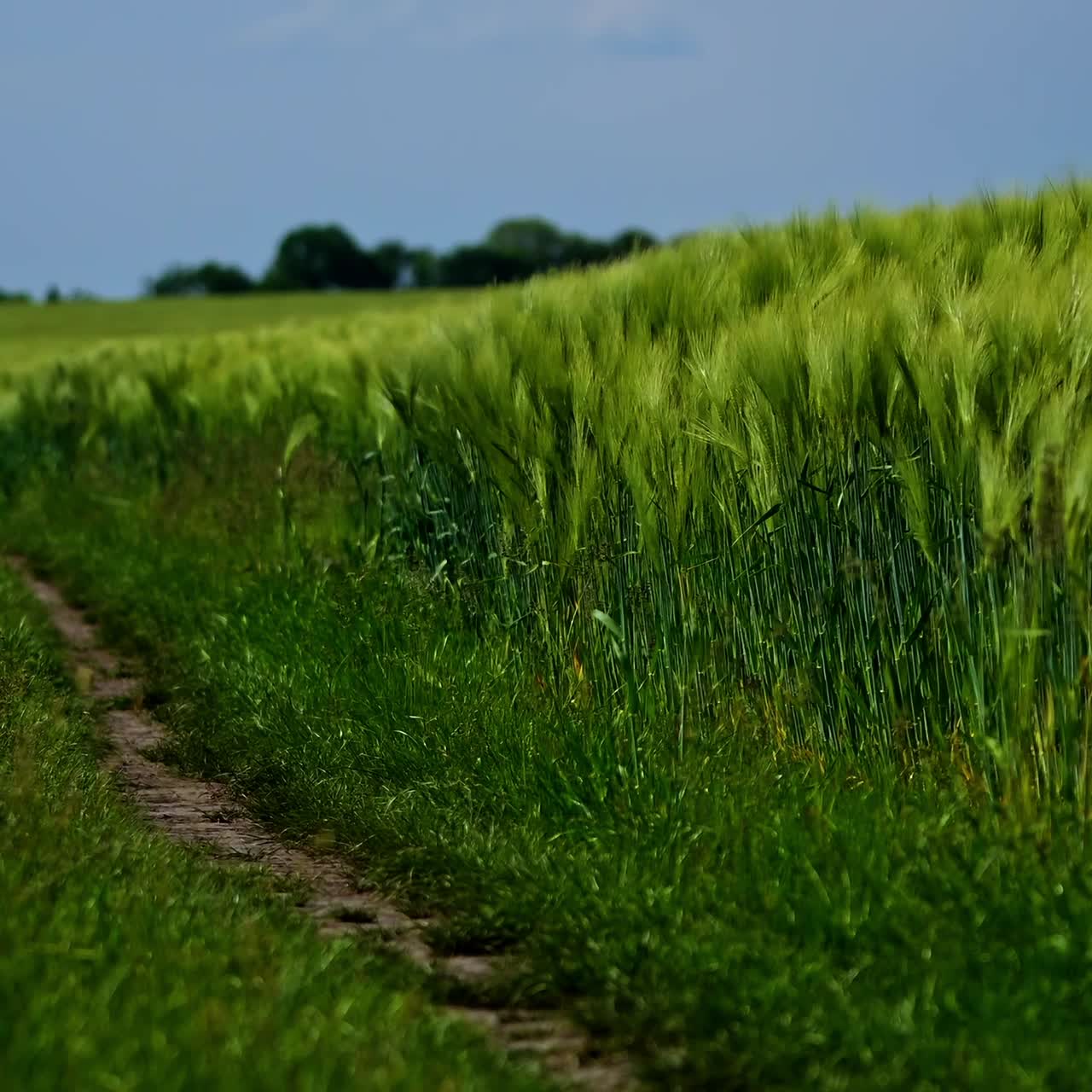 Footpath in the field. Green spikelets swaying in wind in the countryside. Beautiful organic plants growing on field. Natural environment. Close-up.