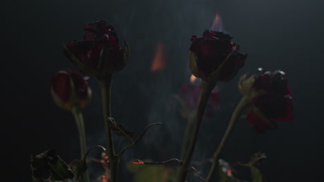 roses burning in flames