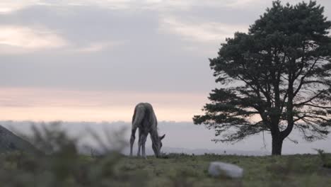 Wildpferd-Auf-Der-Wiese,-Sonnenuntergang,-Asturien,-Spanien,-Statische-Aufnahme,-Zeitlupe