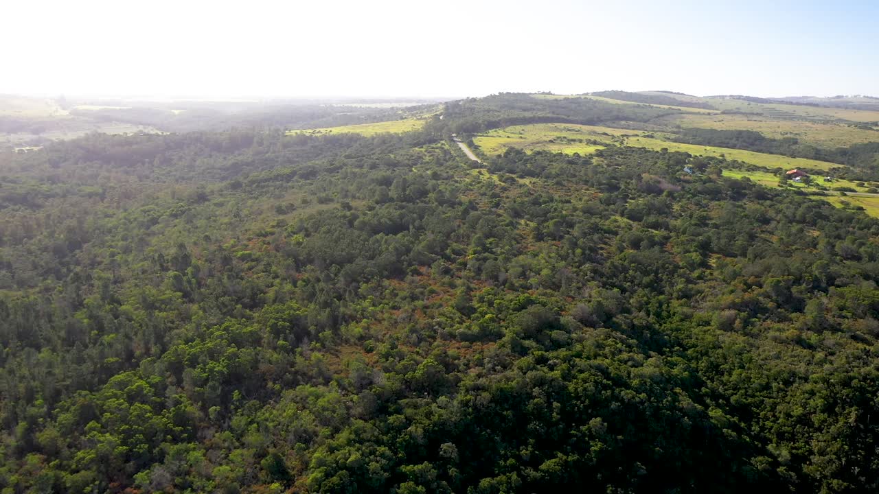 Vista aerea di un'area boschiva in Sudafrica