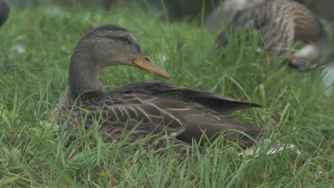 mallard duck sitting in lush grass pruning underside of wing feathers