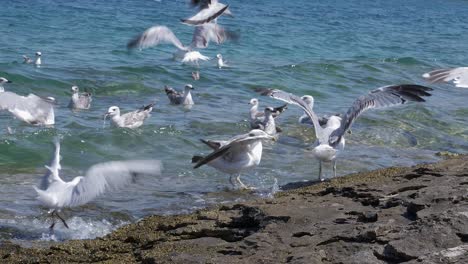 una bandada de gaviotas de lomo negro juveniles a lo largo de la costa