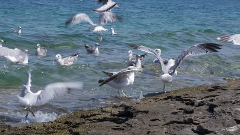 a flock of juvenile black-backed gulls along the coastline