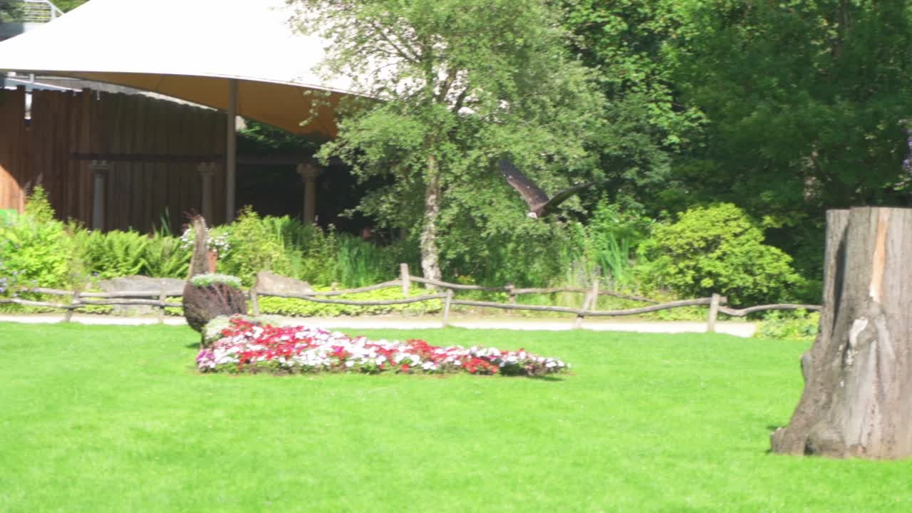 동물원 planckendael에서 새의 먹이 쇼, 검은 독수리가 핸들러의 팔에서 발사되고 다른 하나는 벨기에 mechelen으로 돌아갑니다.