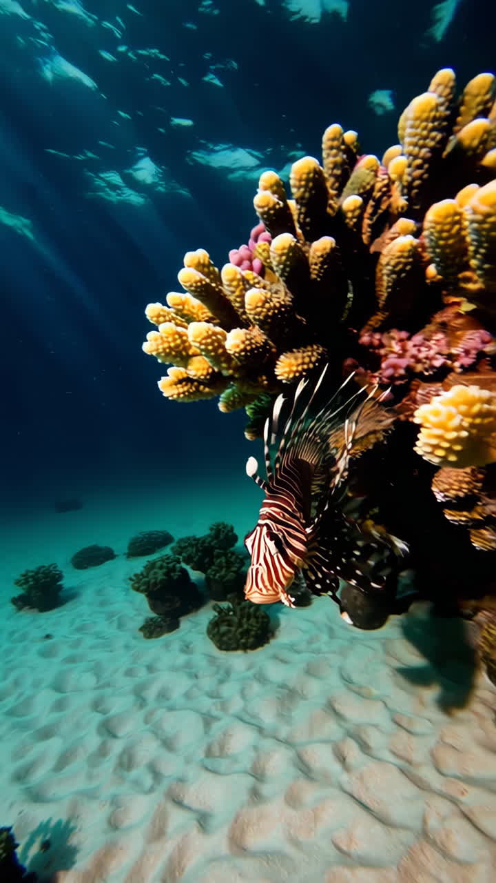 Lionfish swimming among vibrant coral reefs in sunlit waters