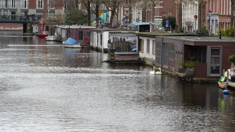 Two-swans-swimming-on-a-canal-in-Amsterdam-next-to-houseboats-during-the-winter