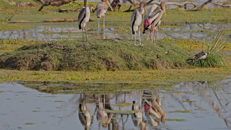 group of juvenile painted storks resting on the green grass with reflection falling on the lake water surface in keoladeo bird sanctuary, india.
