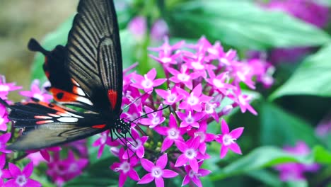 Schmetterling-Frisst-Nektar-In-Zeitlupe