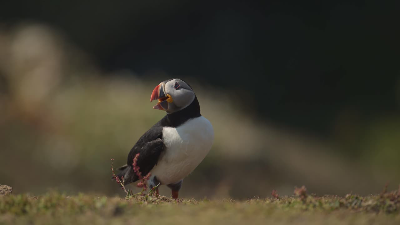 Close Up Atlantic Puffin Portrait with Shallow Depth of Field Out of Focus Background on Skomer Island, UK Birds and Wildlife